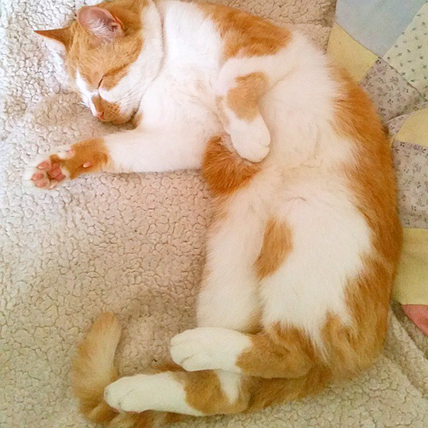 Tako cat is a ginger and white kitty