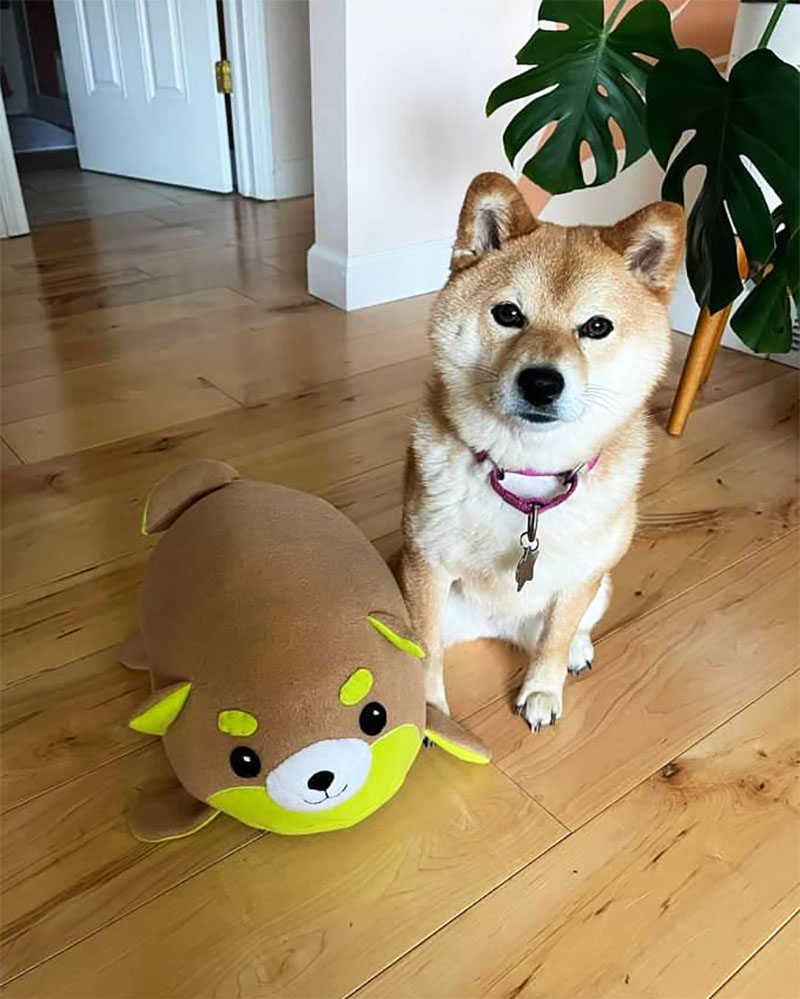 shiba inu dog sitting with Kiwi Inu plush toy tog